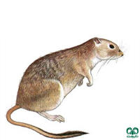 گونه جربیل بزرگ Great Gerbil